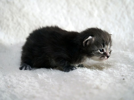 Odinn am 8. März 2025